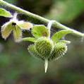 common houndstongue, common bur , beggar's lice